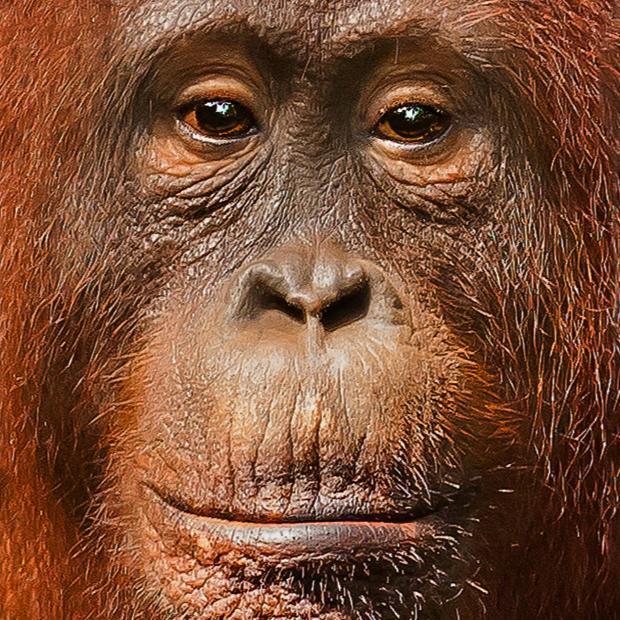 orangutan tour