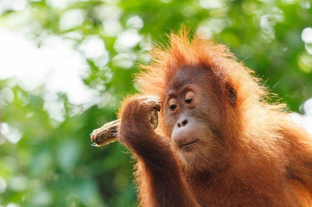 orangutan Indonesia Wildife Tour